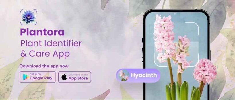 The app which is best for your plant health- Plantora