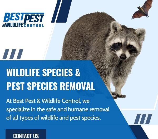 Best Pest & Wildlife Control