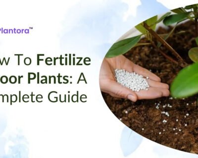 Fertilize-indoor-plants