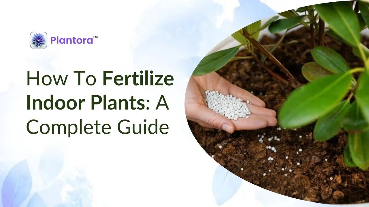 How To Fertilize Indoor Plants: A Complete Guide.
