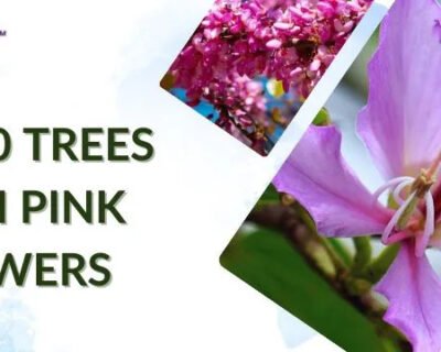 trees-with-pink-flowers-1