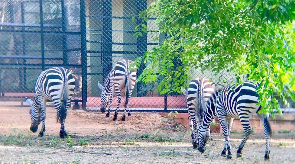 Animal Transportation Services in Thailand