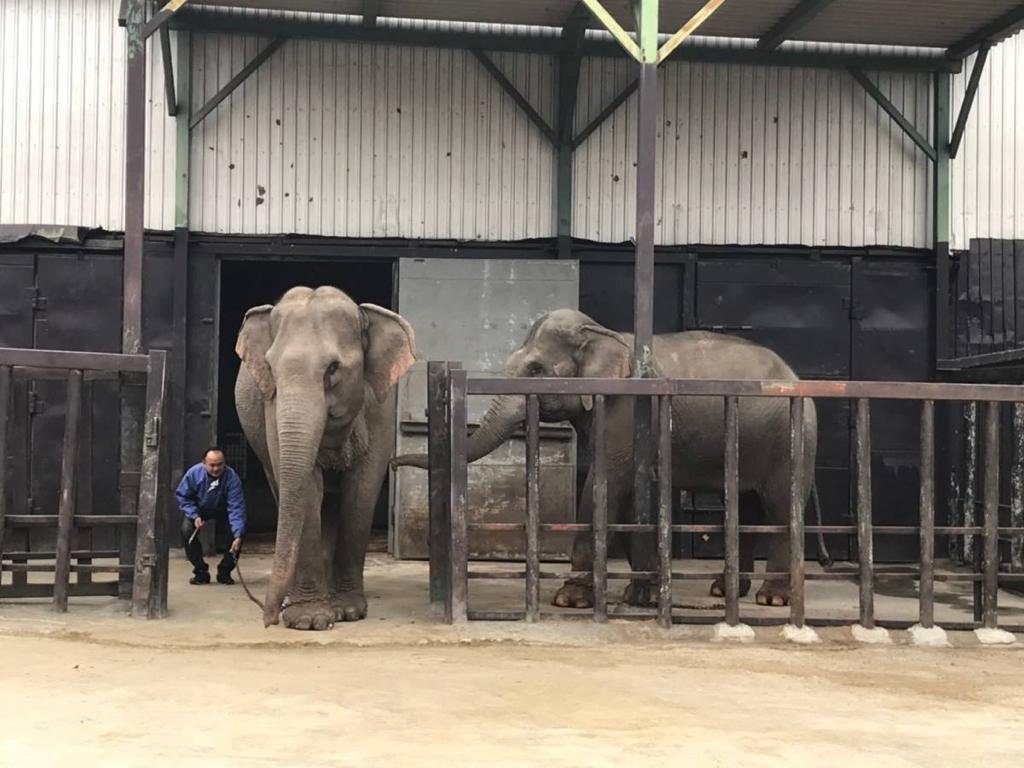 Animal Exchange Services in Thailand