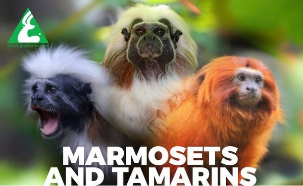 Animal Exchange Services in Thailand