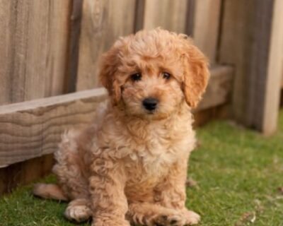 Mini-Labradoodle