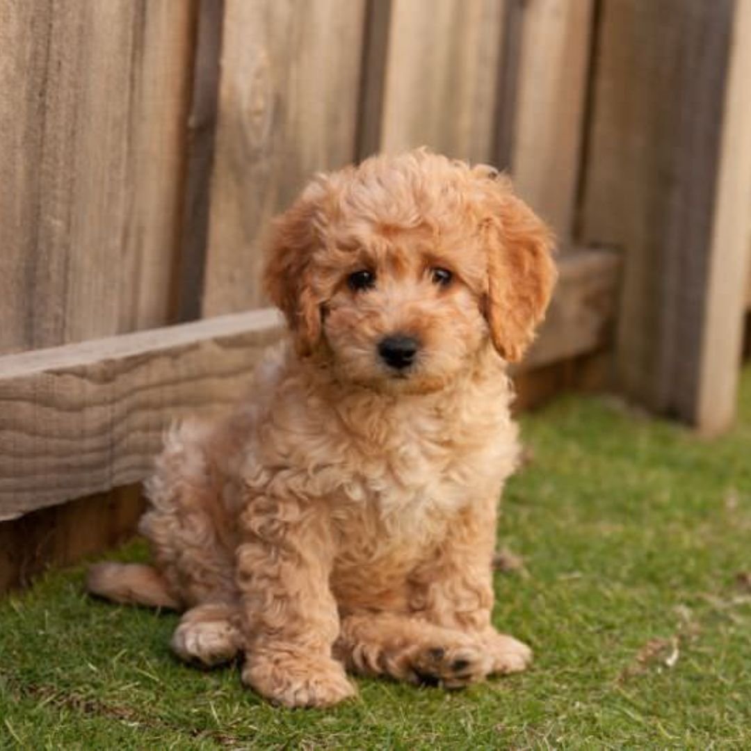 Mini Labradoodle Puppies