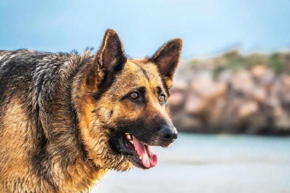 Spot Aggression Signals in Dogs – Victoria, BC Expert Guide