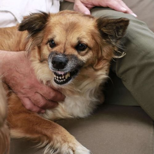 Aggressive-Anxiety-in-Dogs-Causes-Solutions-Victoria-BC