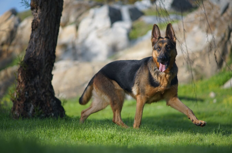 Trained German Shepherds for Sale: Why High Caliber Protection Dogs Are the Ultimate Guardians