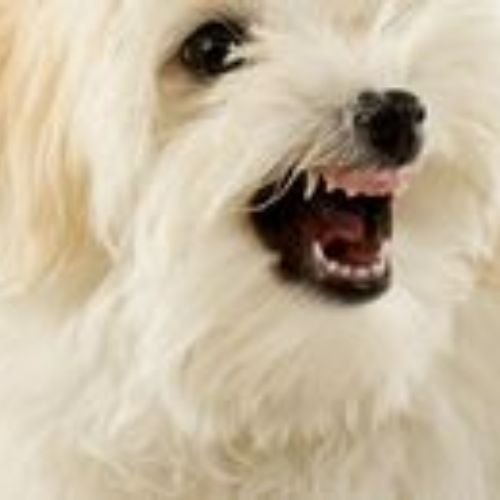 Sudden Dog Aggression? Get Expert Help in Victoria, BC