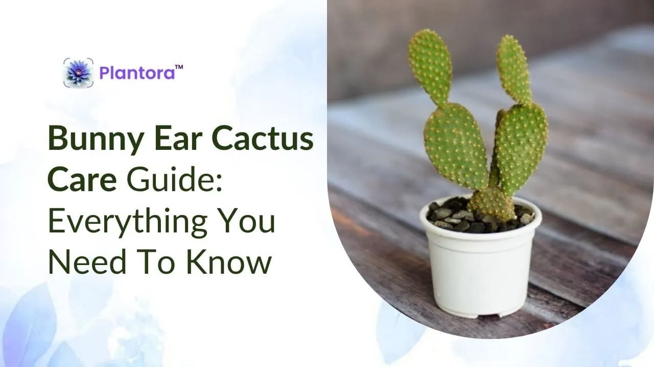 Bunny Ear Cactus Care Guide: Everything You Need To Know.