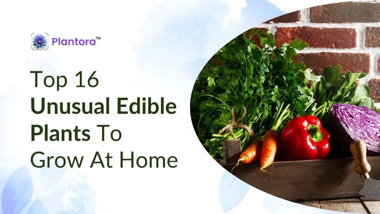 Top Unusual Edible Plants To Grow At Home.