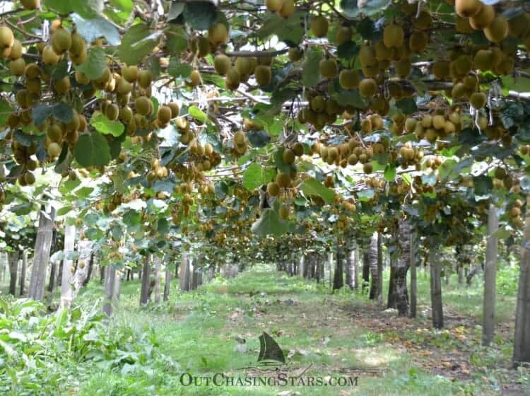Get End-to-End Support for Kiwifruit Orchards in New Zealand