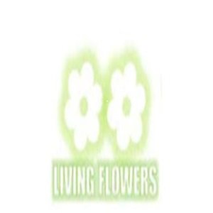 Elegant and Affordable Flowers Living Flowers Watsonia Florist