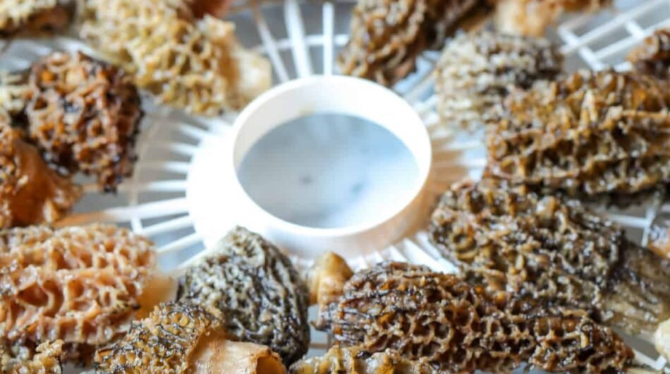 Herbuno Dehydrated Morel Mushrooms – Gourmet Flavor & Aroma
