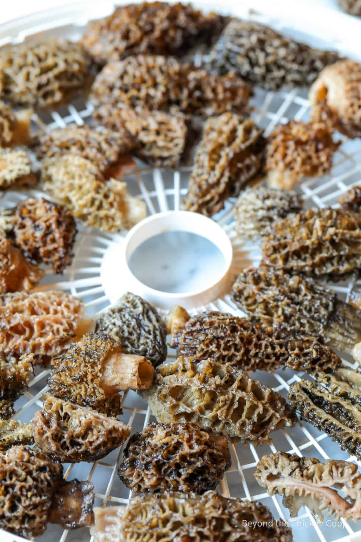 Herbuno Dehydrated Morel Mushrooms – Gourmet Flavor & Aroma