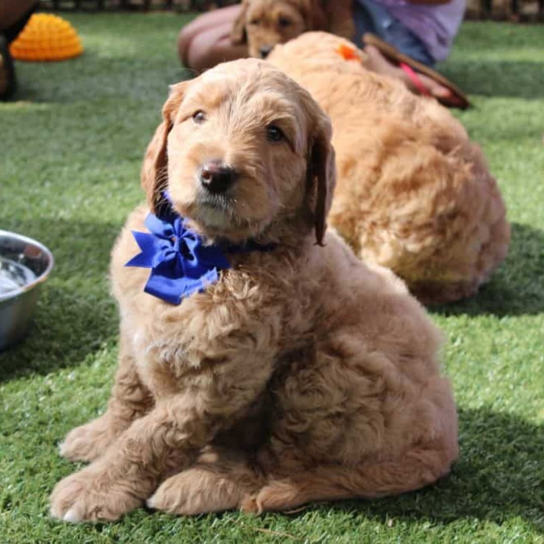 Mini Australian Doodles for Sale