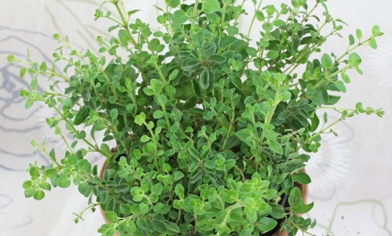 Oregano-1-780×470-1