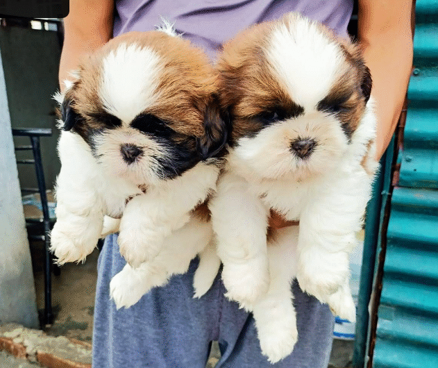 Screenshot-2025-08-11-175705