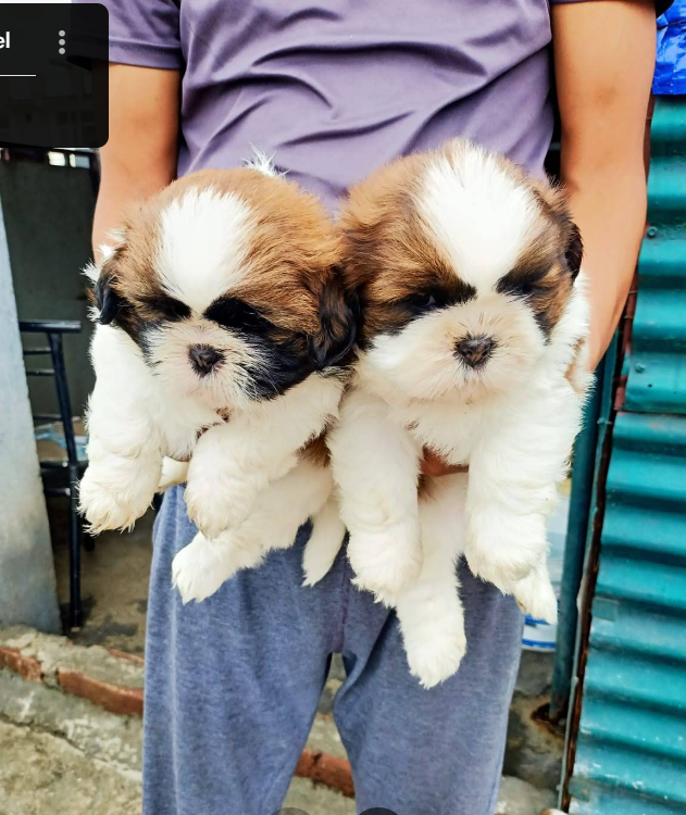 Cat Shop Near Me Dehradun