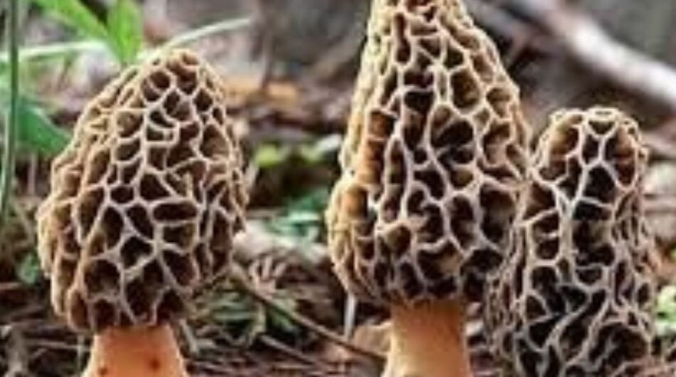 Herbuno Dehydrated Morel Mushrooms – Gourmet Flavor & Aroma