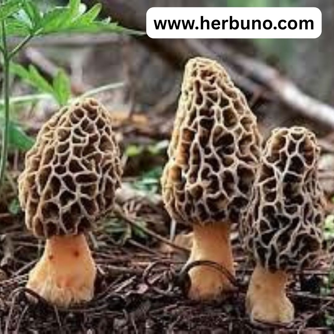 Herbuno Dehydrated Morel Mushrooms – Gourmet Flavor & Aroma