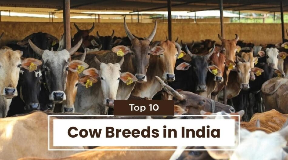 imgi_7_Cow-Breeds-Blog-Bannner-02