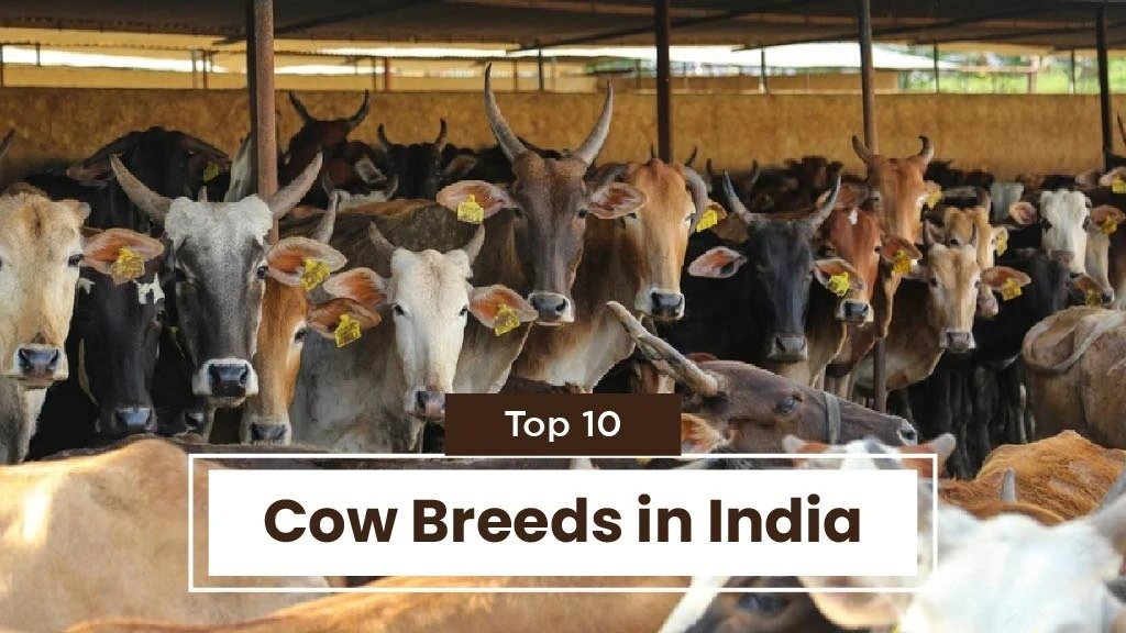 The Various types of Cow Breeds Found in India