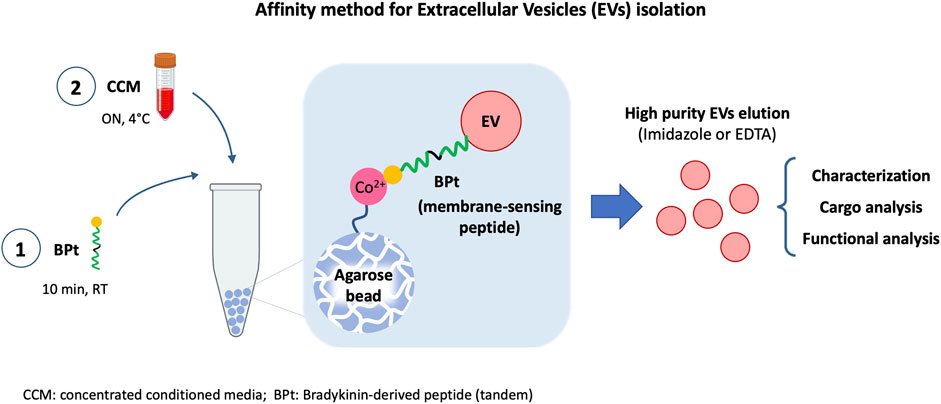 Agarose-Particle-Services