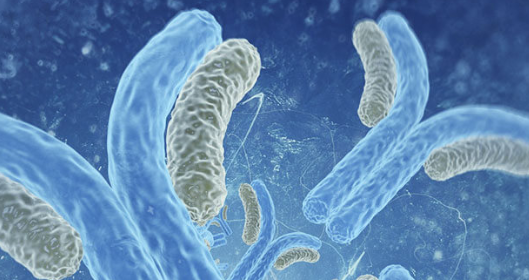 Anti-Glycan-Antibody