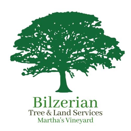 Bilzerian-Tree-Logo-2