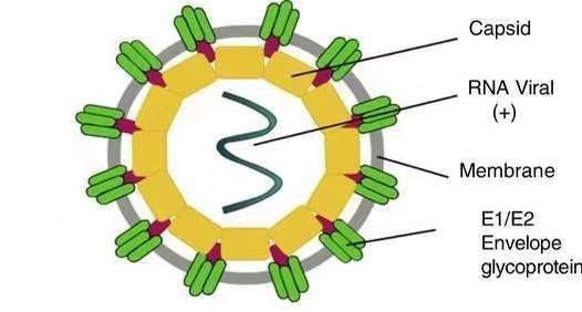 Chikungunya-Virus-Antigens