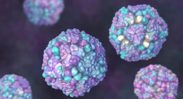 Coxsackie-Virus-Mouse-Models