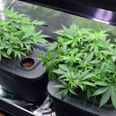 Hydroponic-Cannabis-Grow-Kits
