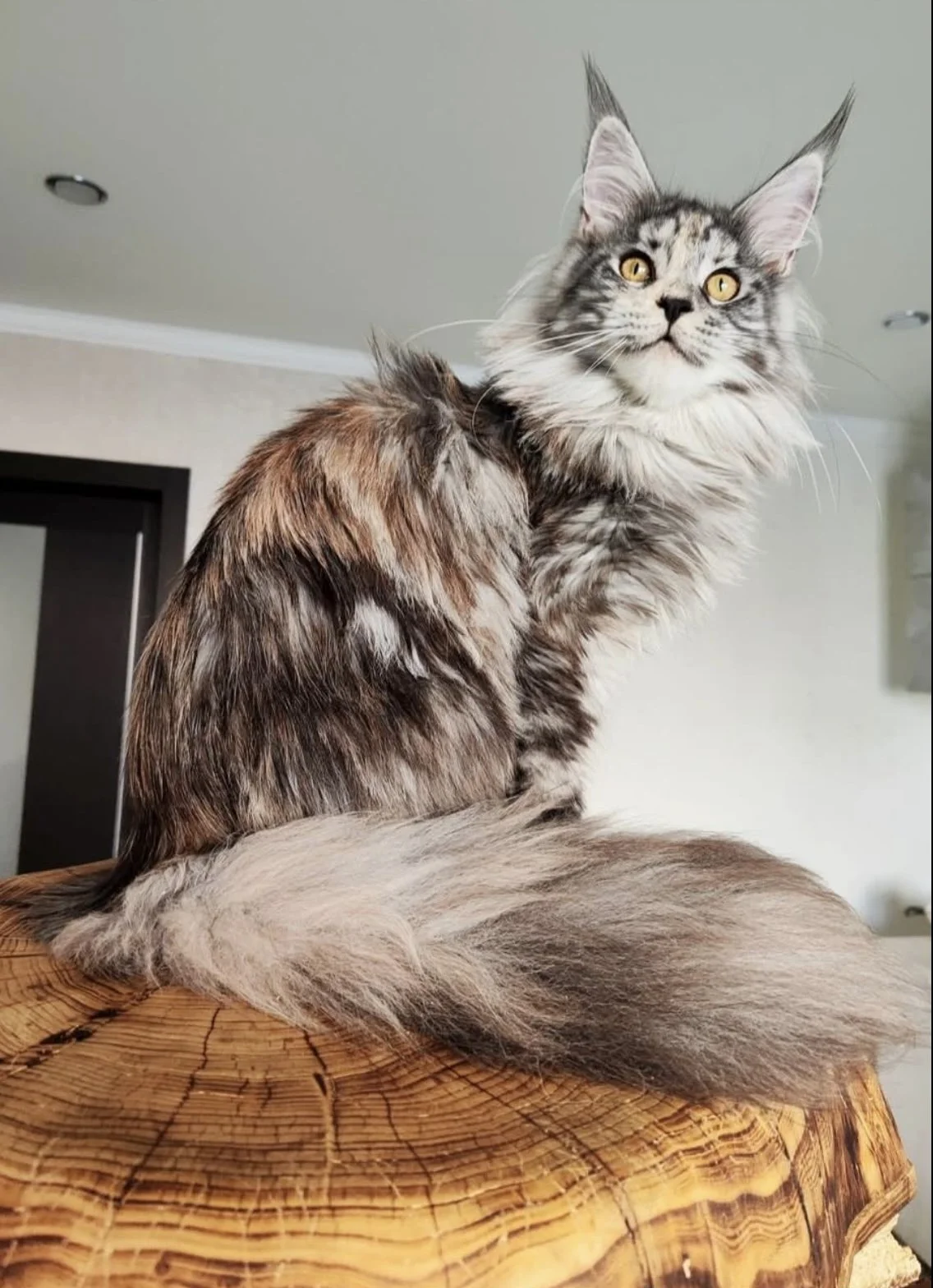 Trusted Maine Coon Cat Breeders in NY | Coonicles