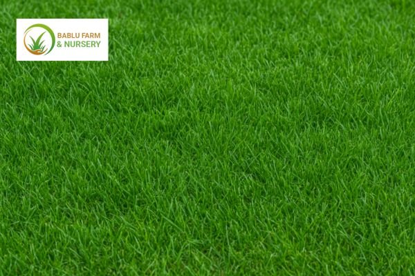 Natural-green-grass-for-garden-in-Delhi