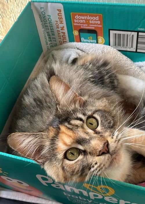 European Maine Coon Cats & Kittens | Coonicles Cattery