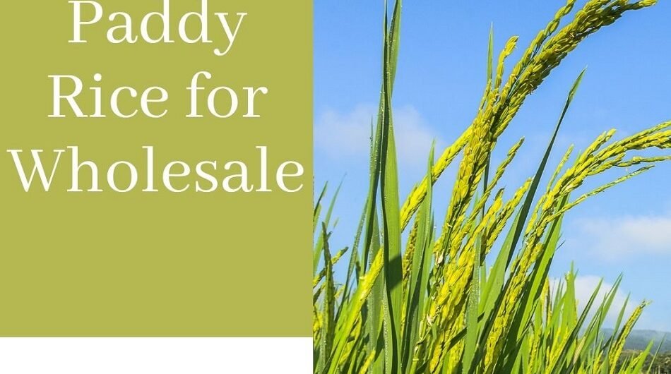 paddy-rice-for-wholesale