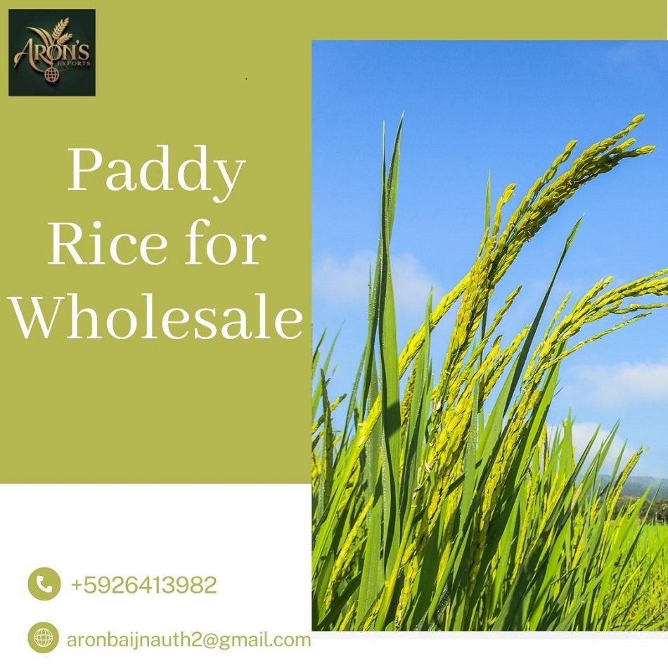 Paddy Rice for Wholesale – Affordable Bulk Orders