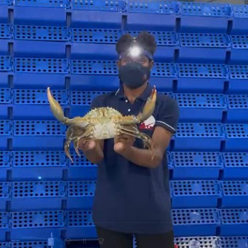 Crab aquaculture