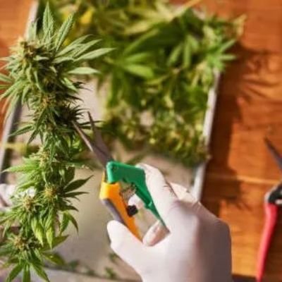 Cannabis-Trimming-Scissors