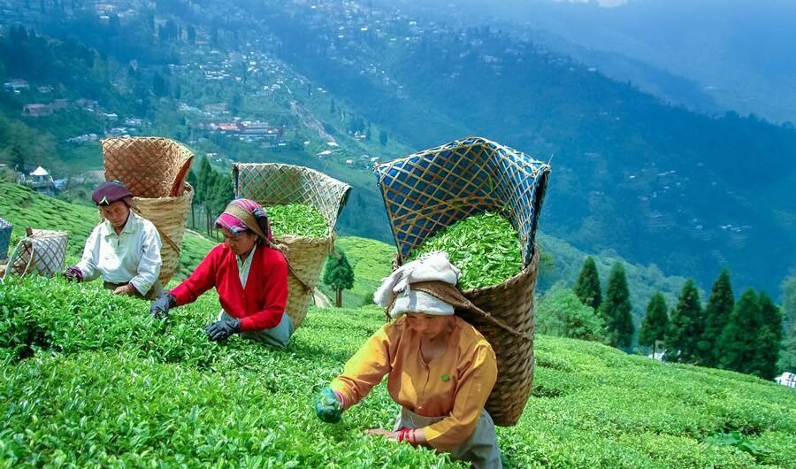 Darjeeling-tour-package-from-delhi-2