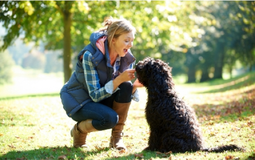 Looking for the Best Dog Training in Nashville for Your Furry Friend?