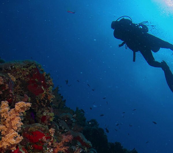 Red Sea Diving Adventure | 5-Day Guided Tour