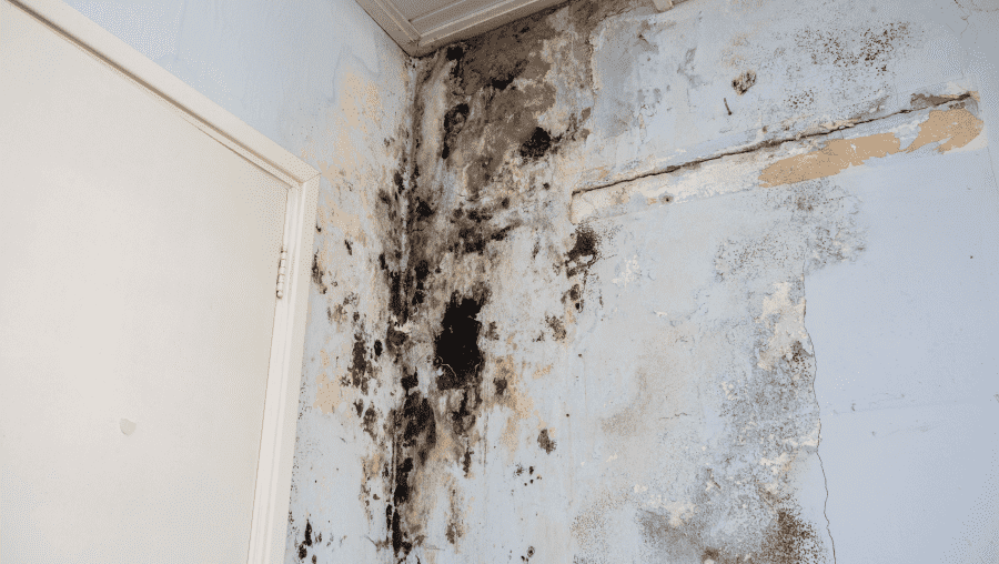 Mold-Removal-Plattsburgh-NY