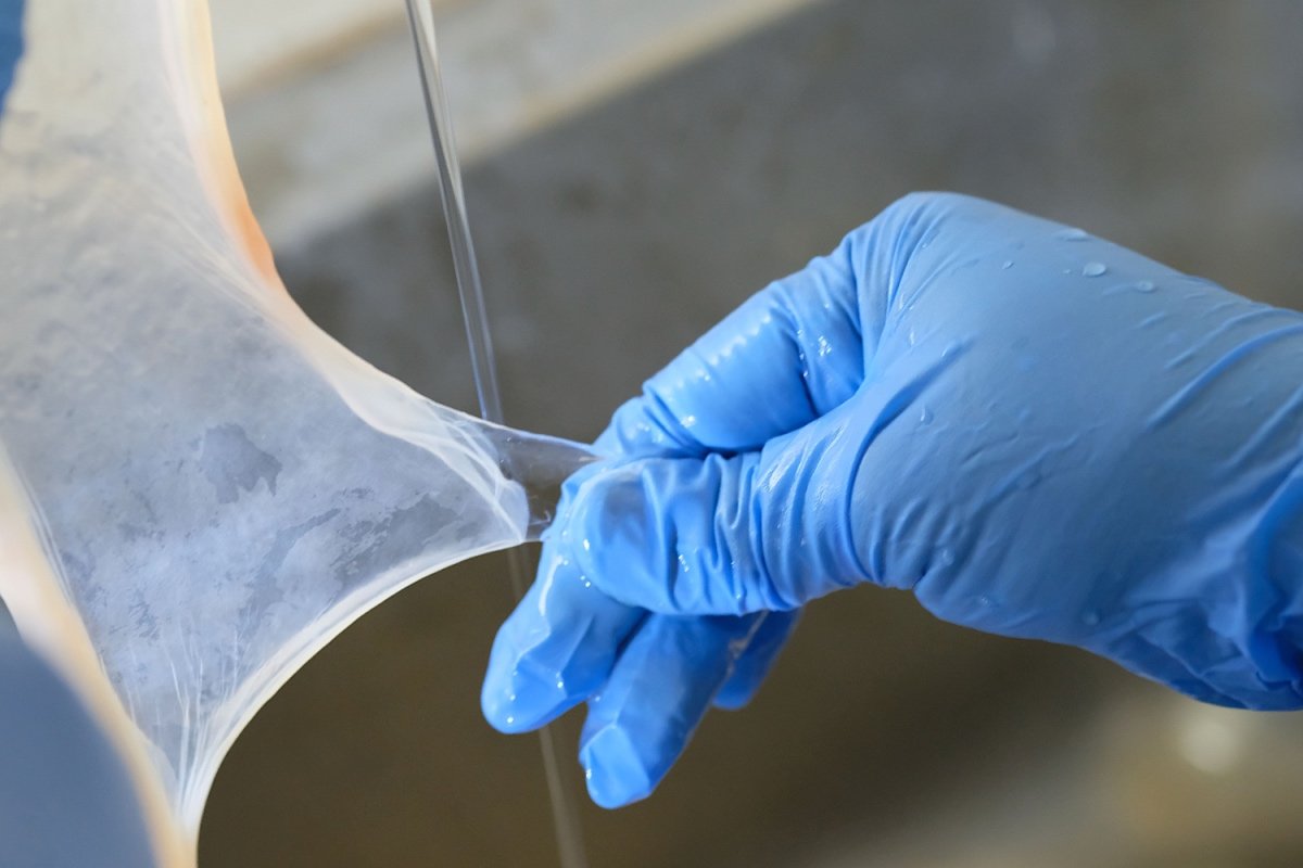 Acesso Biologics – Amniotic Membrane Allograft