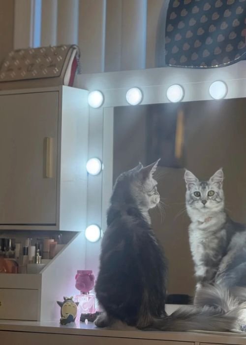 Premium Cat Stud Service Near Me | Coonicles Cattery