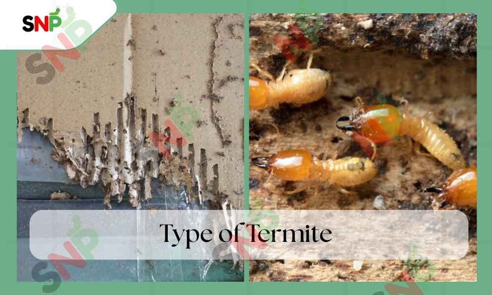 Best Termite Control Services – Protect Your Home from Damage