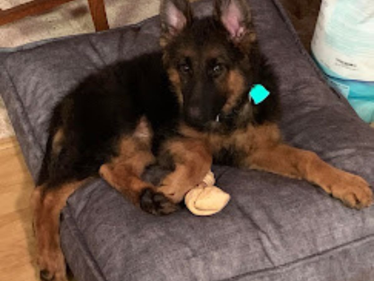 Import German Shepherd Puppies for Sale in Texas