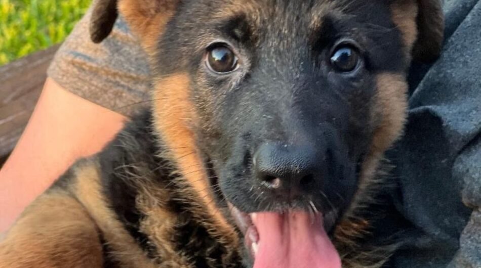 Untitled-design-33-2